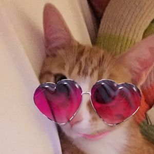 Meet your Posher, Morgan